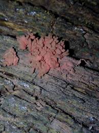 Attēlu rezultāti vaicājumam “Arcyria helvetica young”