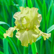 Image result for Iris