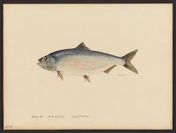 Image result for Alosa sapidissima