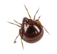 Attēlu rezultāti vaicājumam “Acari”