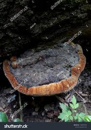 Attēlu rezultāti vaicājumam “Phellinus nigricans”