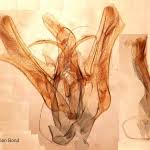 Attēlu rezultāti vaicājumam “Hydrelia sylvata”