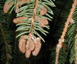 Attēlu rezultāti vaicājumam “Picea abies leaf”