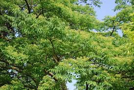Attēlu rezultāti vaicājumam “Phellodendron amurense leaf”