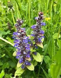 Attēlu rezultāti vaicājumam “Ajuga genevensis”