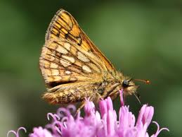 Attēlu rezultāti vaicājumam “Carterocephalus silvicolus”