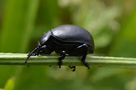 Attēlu rezultāti vaicājumam “Geotrupes stercorarius”