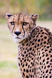 Afbeeldingsresultaat voor cheeta