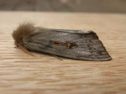 Attēlu rezultāti vaicājumam “Orgyia antiqua imago”