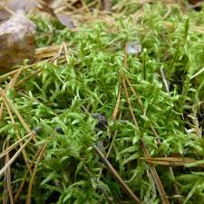 Attēlu rezultāti vaicājumam “Rhytidiadelphus triquetrus sporophyte”