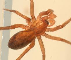 Attēlu rezultāti vaicājumam “Agroeca brunnea”