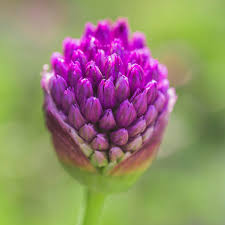 Attēlu rezultāti vaicājumam “Allium holandicum bud”