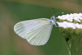 Attēlu rezultāti vaicājumam “Leptidea sinapis”