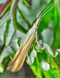 Attēlu rezultāti vaicājumam “Coleophoridae”