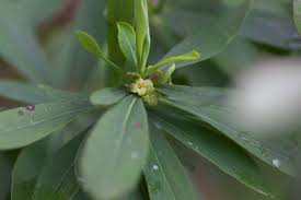 Attēlu rezultāti vaicājumam “Daphne mezereum leaf”