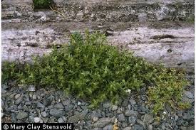 Attēlu rezultāti vaicājumam “Honckenya peploides bud”