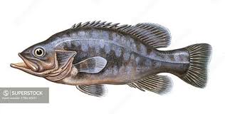 Image result for Polyprion americanus