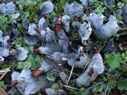 Attēlu rezultāti vaicājumam “Peltigera”