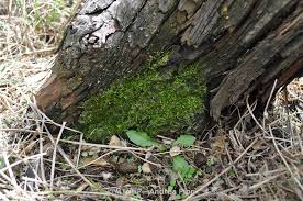 Attēlu rezultāti vaicājumam “Pylaisia polyantha”