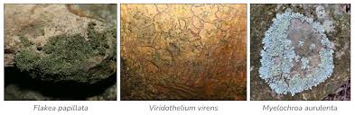 Attēlu rezultāti vaicājumam “Cribraria cancellata young”