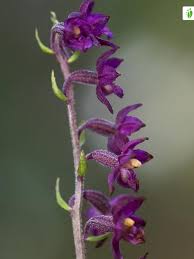 Attēlu rezultāti vaicājumam “Epipactis atrorubens leaf”