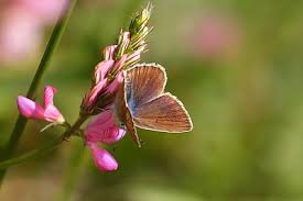 Attēlu rezultāti vaicājumam “Agrodiaetus damon underside”