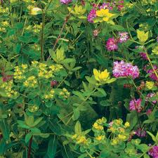 Attēlu rezultāti vaicājumam “Euphorbia palustris leaf”