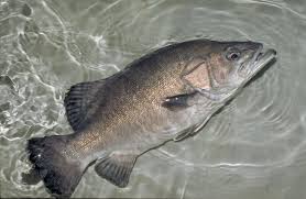 Image result for Polyprion americanus