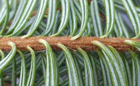 Attēlu rezultāti vaicājumam “Abies”