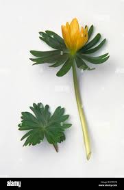 Attēlu rezultāti vaicājumam “Eranthis hyemalis”