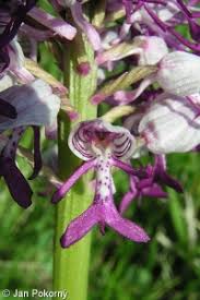 Attēlu rezultāti vaicājumam “Orchis militaris leaf”