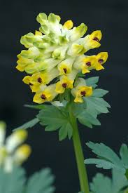 Attēlu rezultāti vaicājumam “Corydalis intermedia leaf”