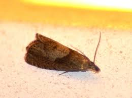 Attēlu rezultāti vaicājumam “Dichrorampha simpliciana”