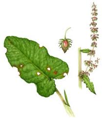 Attēlu rezultāti vaicājumam “Rumex obtusifolius fruit”