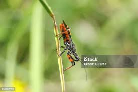 Attēlu rezultāti vaicājumam “Rhynocoris annulatus nymph”
