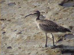 Attēlu rezultāti vaicājumam “Numenius phaeopus”