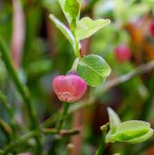 Attēlu rezultāti vaicājumam “Vaccinium myrtillus flower”