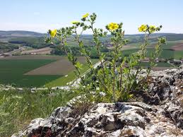 Image result for Potentilla recta