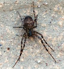 Attēlu rezultāti vaicājumam “Metellina merianae”