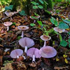 Attēlu rezultāti vaicājumam “Lepista sp.”