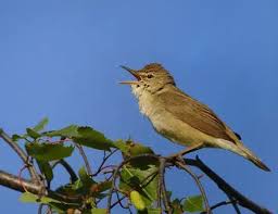 Attēlu rezultāti vaicājumam “Acrocephalus dumetorum”