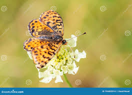 Attēlu rezultāti vaicājumam “Melitaea didyma male”