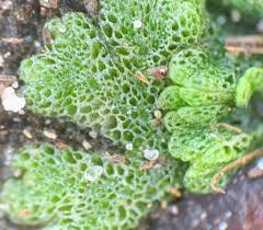 Attēlu rezultāti vaicājumam “Riccia cavernosa”