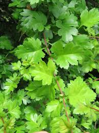 Attēlu rezultāti vaicājumam “Crataegus x macrocarpa leaf”