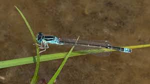 Attēlu rezultāti vaicājumam “Ischnura pumilio”