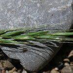 Attēlu rezultāti vaicājumam “Elymus caninus fruit”