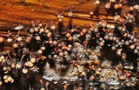 Attēlu rezultāti vaicājumam “Cribraria macrocarpa”