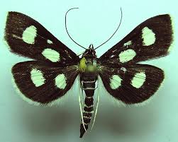 Attēlu rezultāti vaicājumam “Anania funebris”