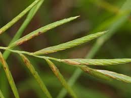 Attēlu rezultāti vaicājumam “Brachypodium pinnatum”