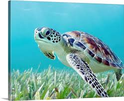 Image result for Chelonia mydas